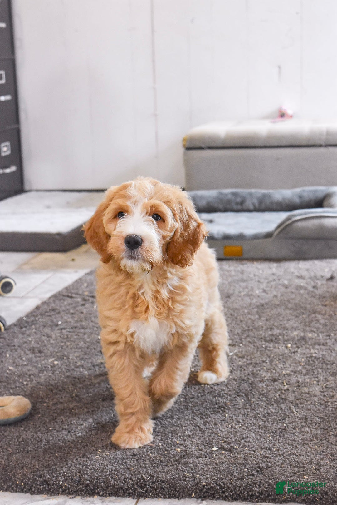 Goldendoodle dogs for sale: Mia - Image 4