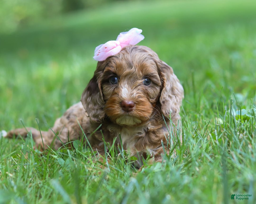 Cockapoo dogs for sale: Lila - Image 11