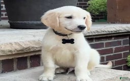 Golden Retriever dogs for sale: Archie - Image 7