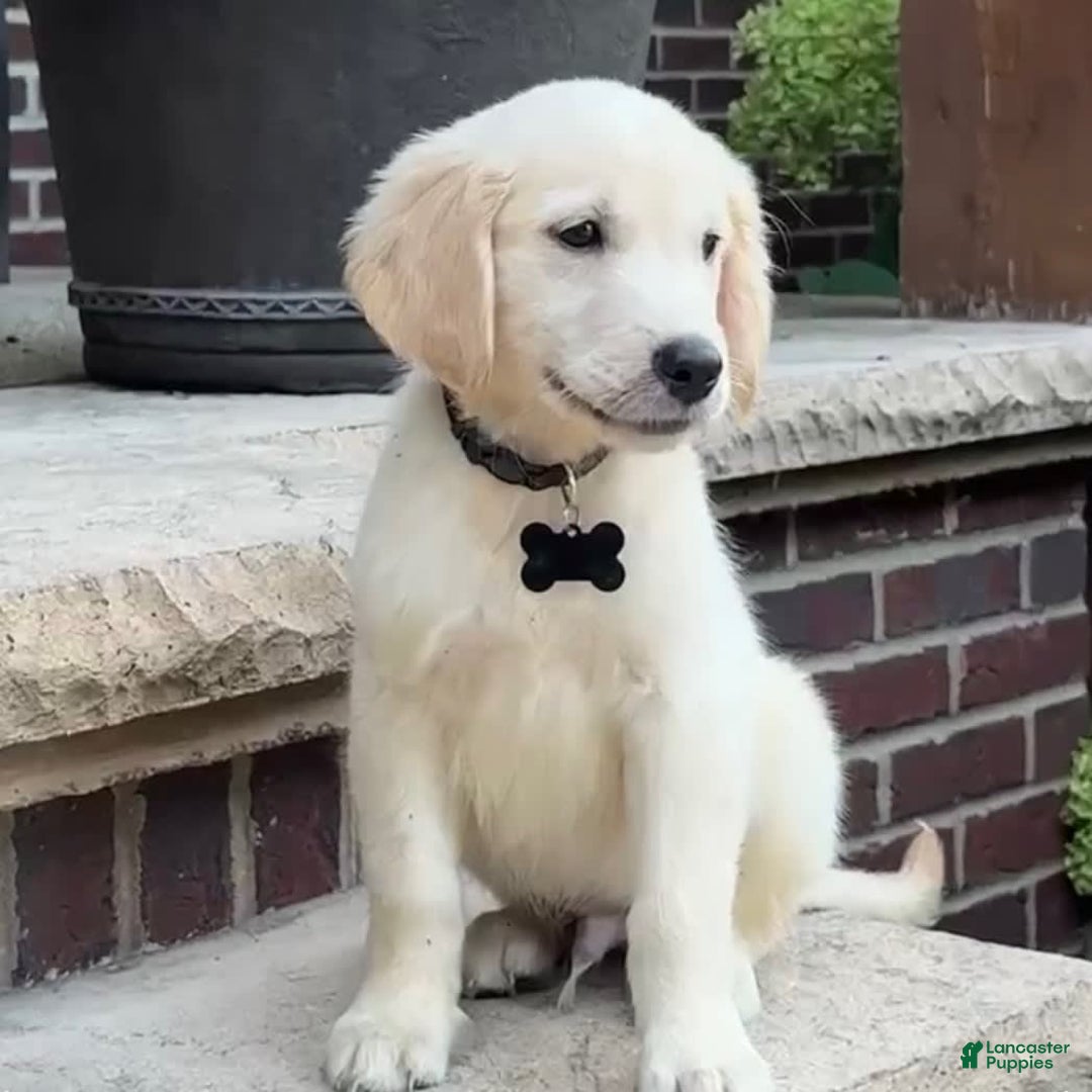 Golden Retriever dogs for sale: Archie - Image 7