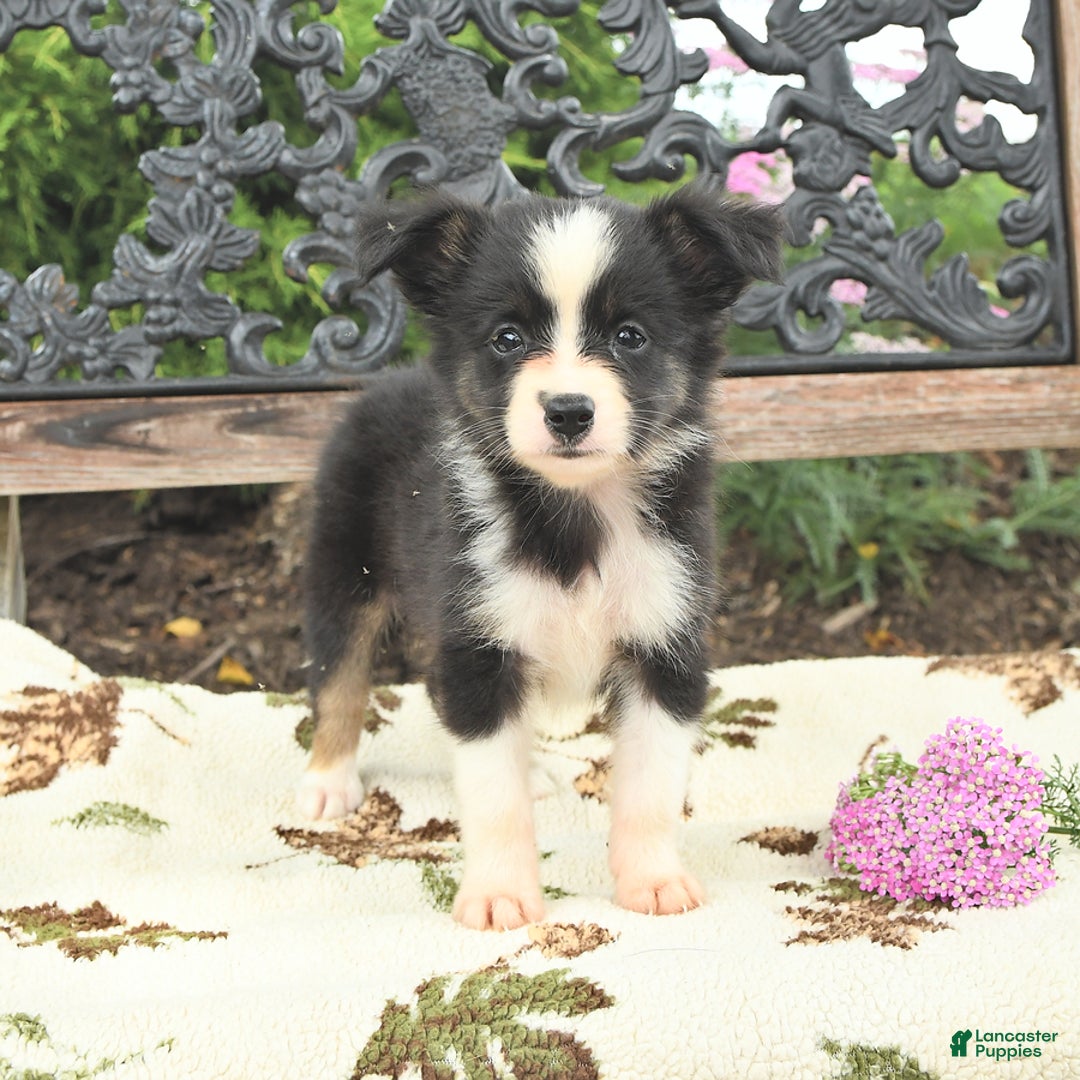 Miniature Australian Shepherd dogs for sale: Princess - Image 1