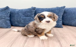 Mini Bernedoodle dogs for sale: Milo - Image 3