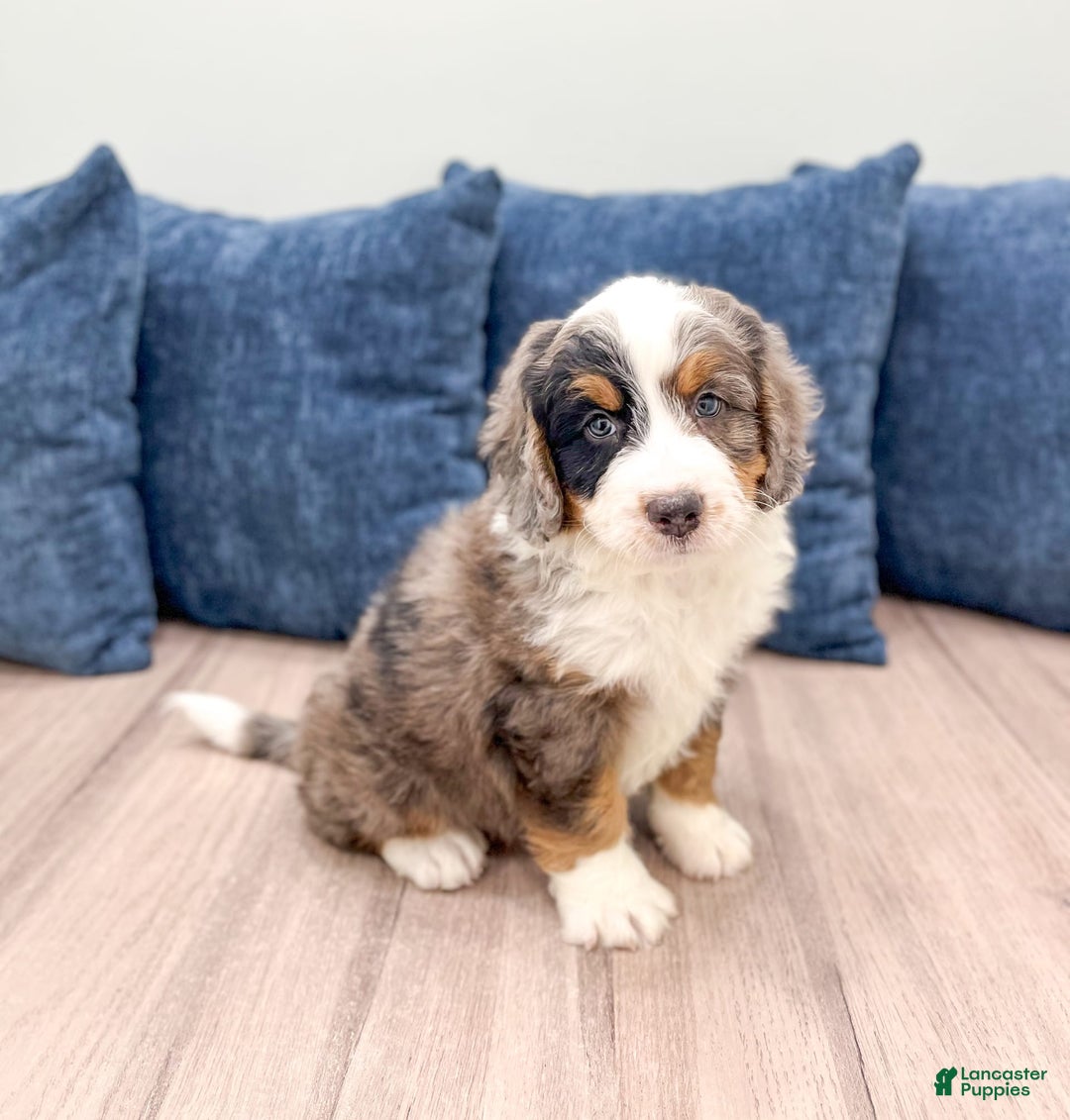 Mini Bernedoodle dogs for sale: Milo - Image 3