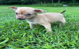 Chihuahua dogs for sale: Dora - Image 1