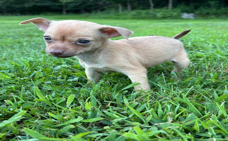 Chihuahua dogs for sale - Ad 2