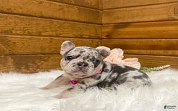 French Bulldog dogs for sale: Remi - Image 3