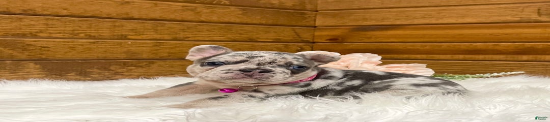 Remi