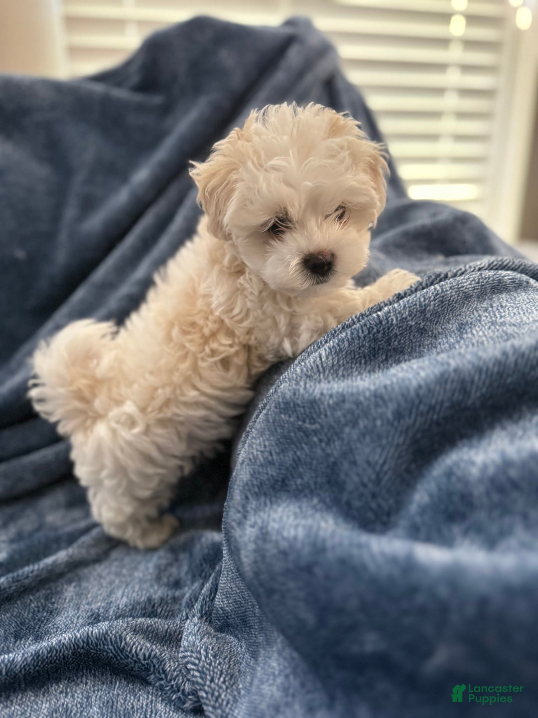 Coton De Tulear dogs for sale: Curly - Image 5