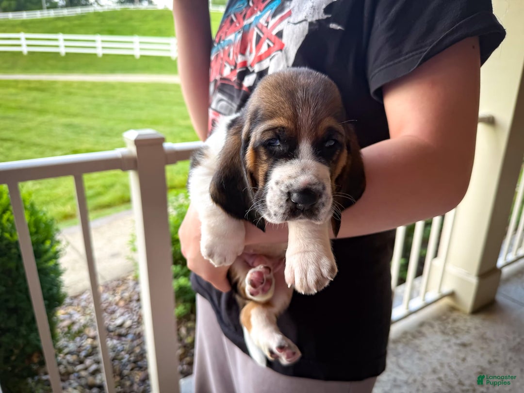 Basset Hound dogs for sale: Hank - Image 1