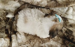 Teddy Bear dogs for sale: Teah - Image 3