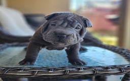 Shar Pei dogs for sale: Crunch - Image 4