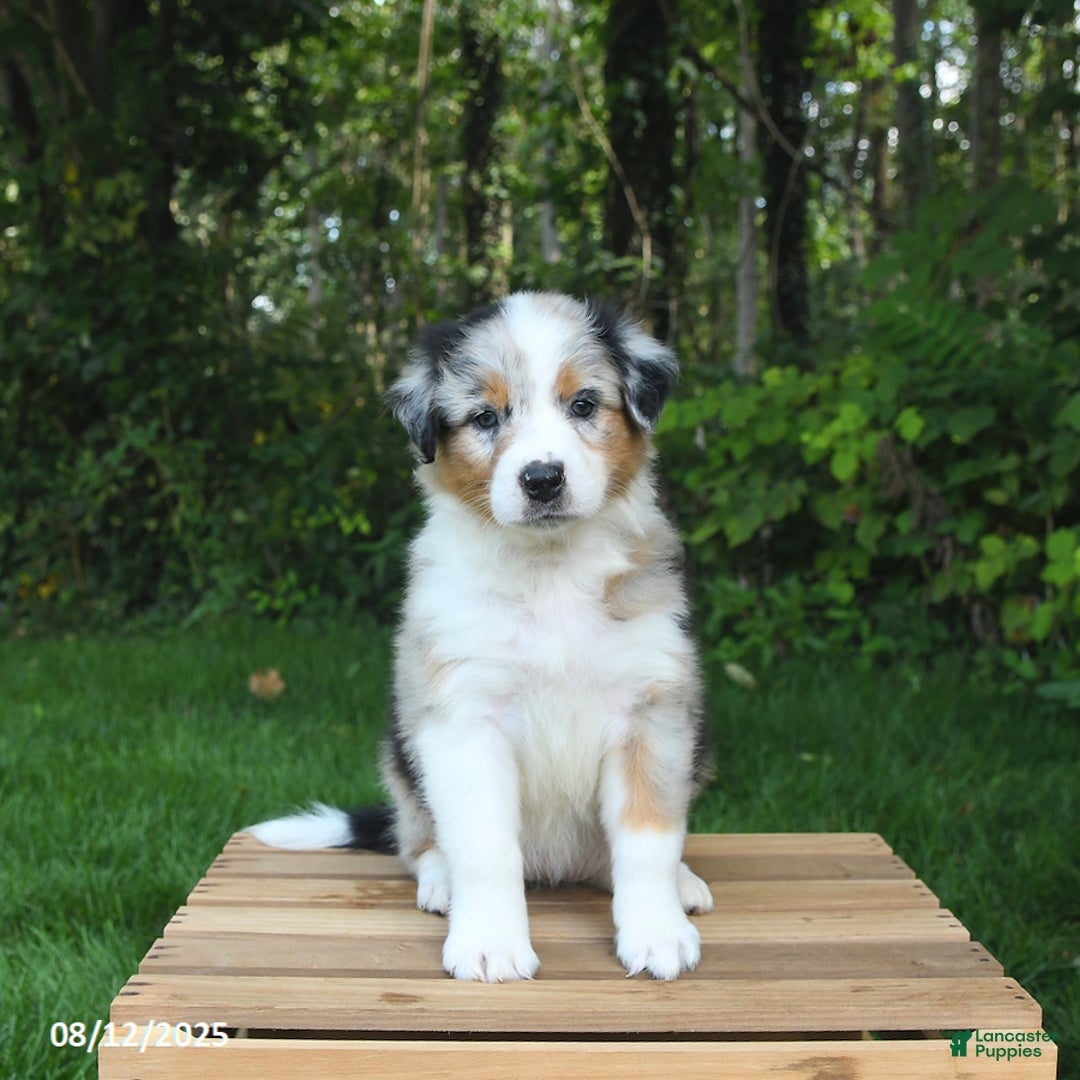 Australian Shepherd dogs for sale: Angel - Image 4