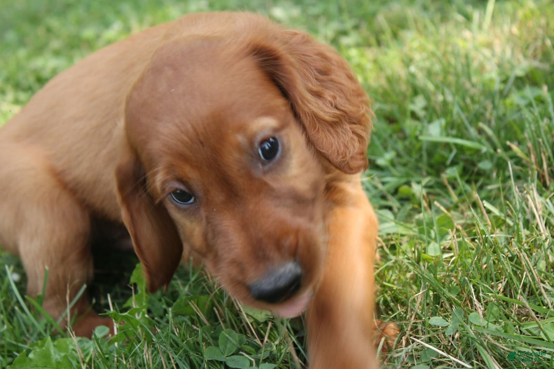 Irish Setter dogs for sale: felix - Image 2