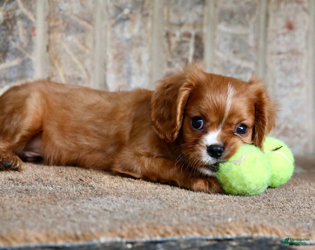 Cavalier King Charles Spaniel dogs for sale: Louie - Image 15