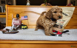 Standard Poodle dogs for sale: Boomer - Image 3