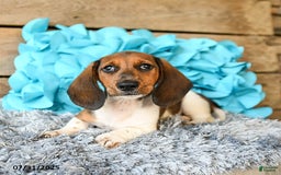 Dachshund dogs for sale: Cream Puff - Image 2
