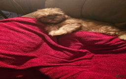 Shih Tzu dogs for sale: Multi Color Wave On Back - Image 5
