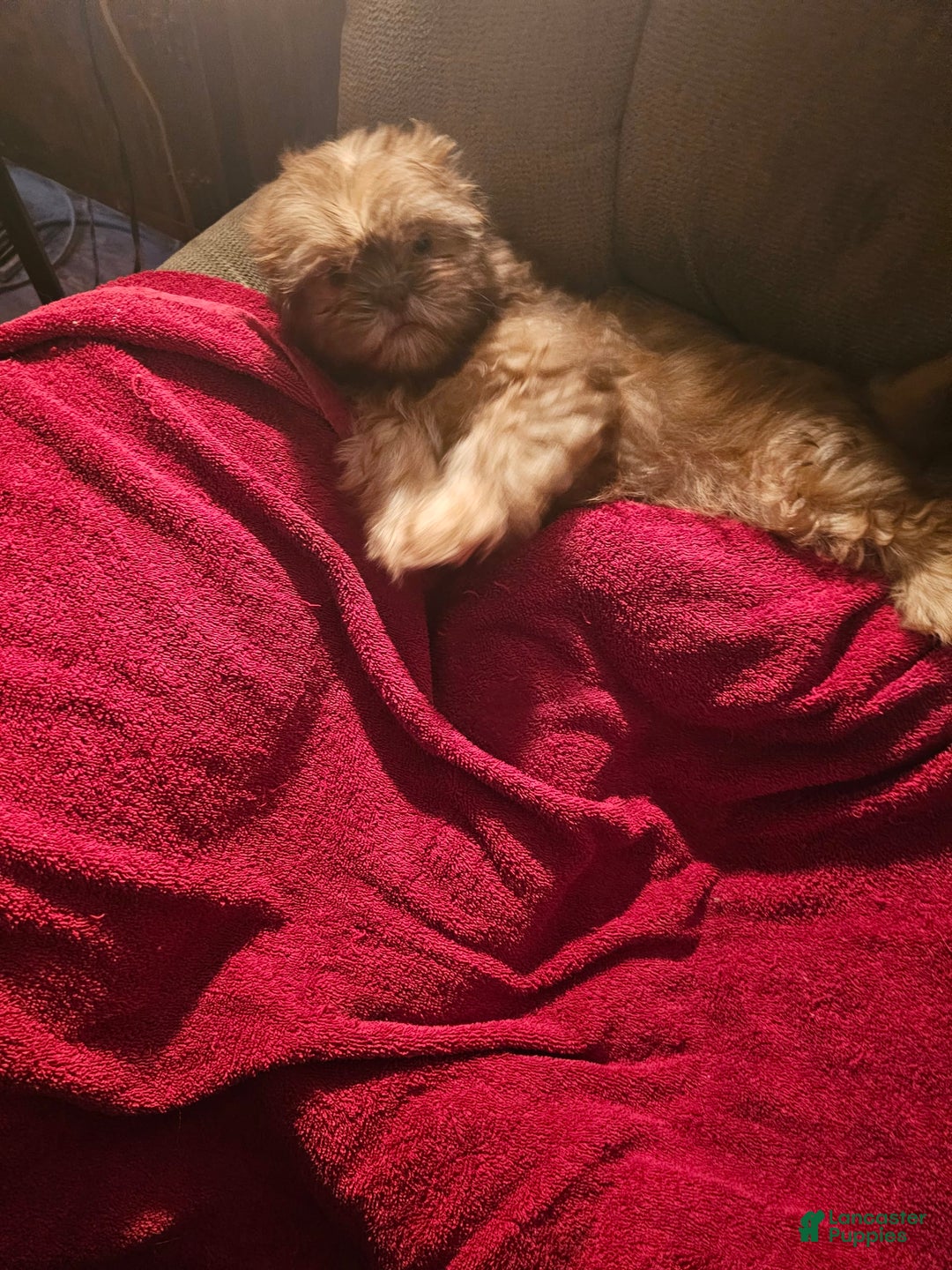 Shih Tzu dogs for sale: Multi Color Wave On Back - Image 5