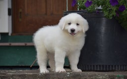 Great Pyrenees dogs for sale: Chloe - Image 5