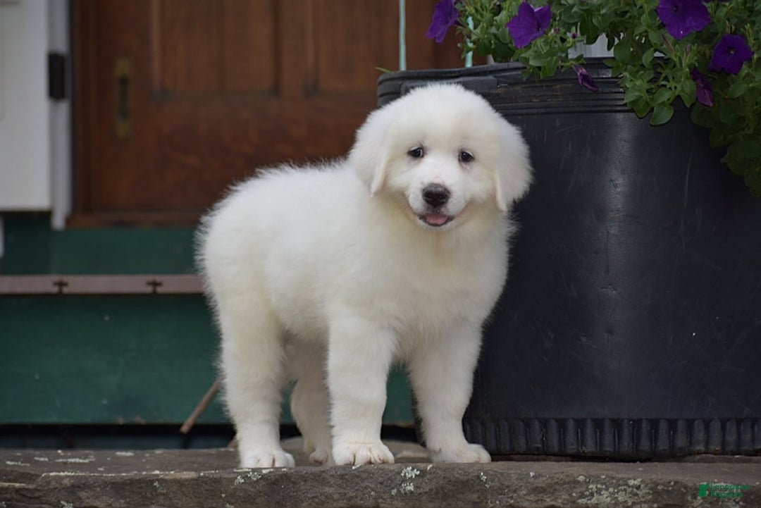 Great Pyrenees dogs for sale: Chloe - Image 5