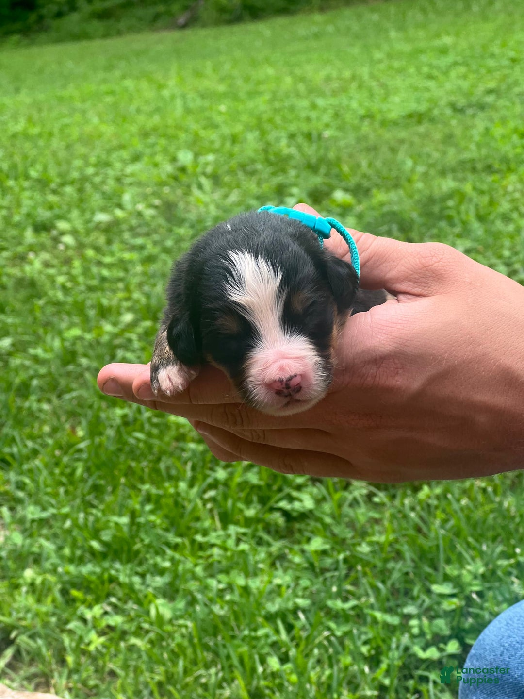 Bernese Mountain Dog dogs for sale: Elsa - Image 2