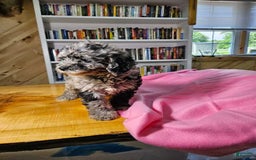 Portuguese Water Dog dogs for sale: Speckles - Image 7