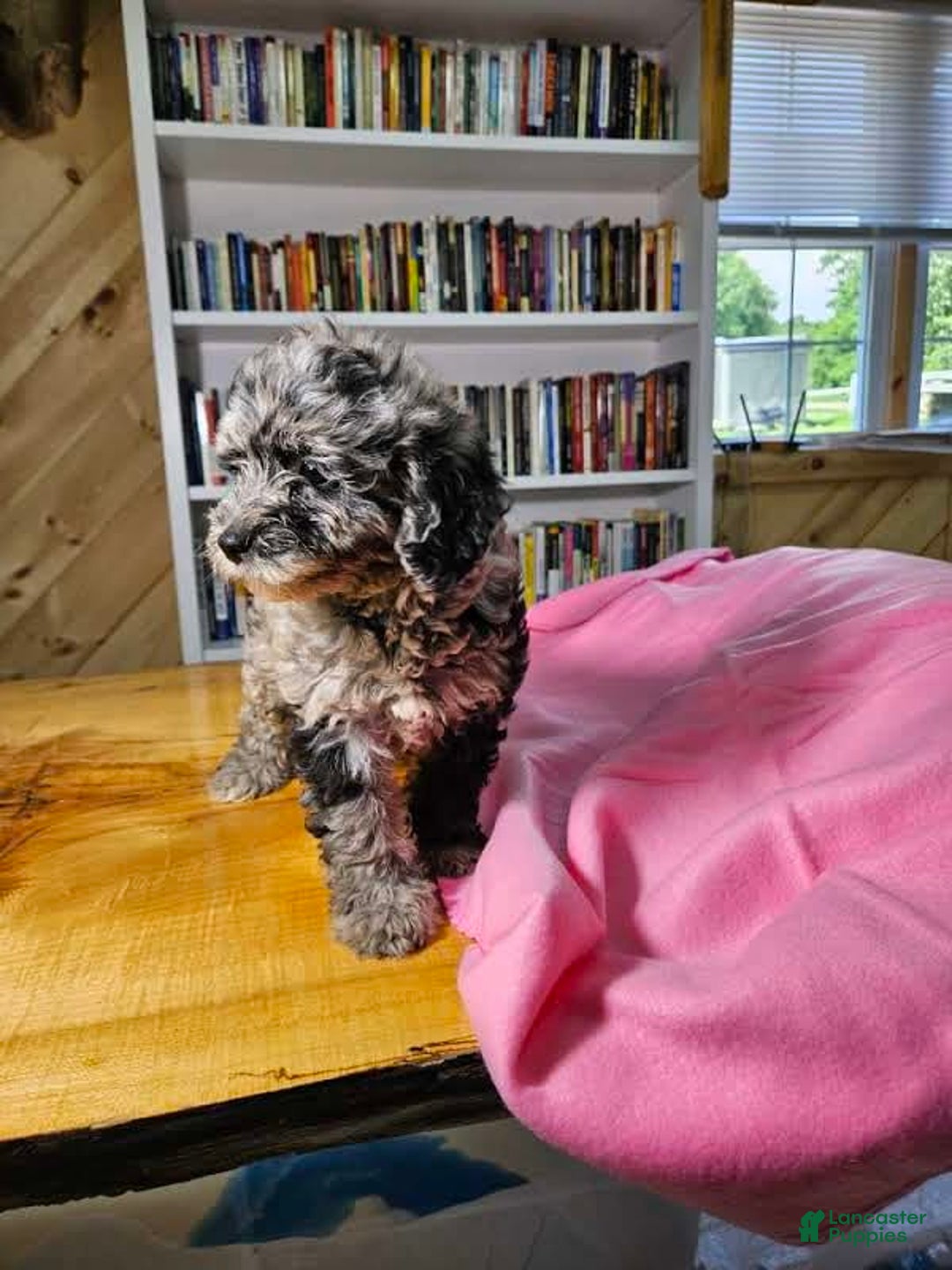 Portuguese Water Dog dogs for sale: Speckles - Image 7