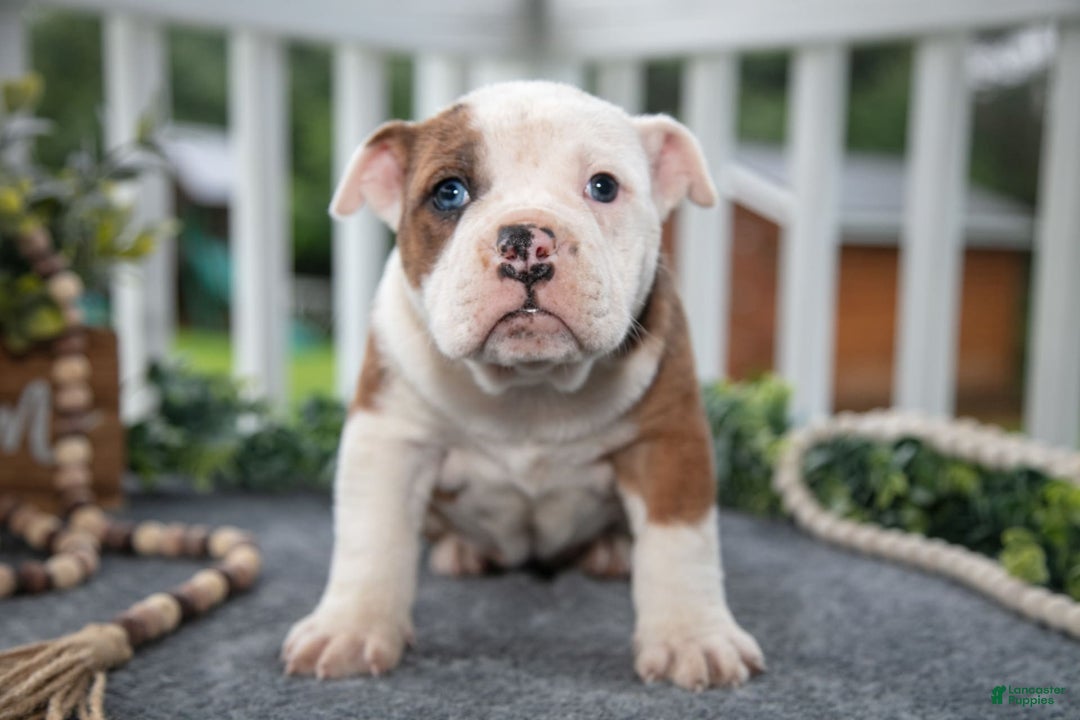 Olde English Bulldogge dogs for sale: Carina - Image 1
