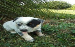 Australian Cattle Dog dogs for sale: Spice - Image 3