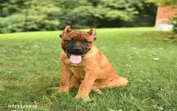Cane Corso dogs for sale: Tova - Image 4
