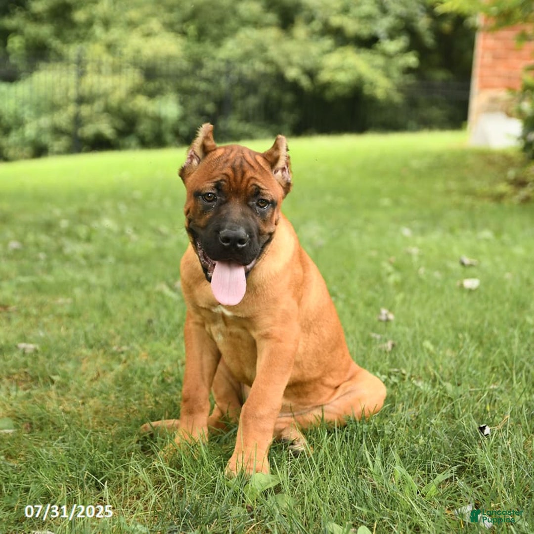 Cane Corso dogs for sale: Tova - Image 4