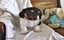 Miniature Dachshund dogs for sale: Trisha - Image 1