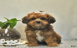 Shihpoo dogs for sale: Alice - Image 2