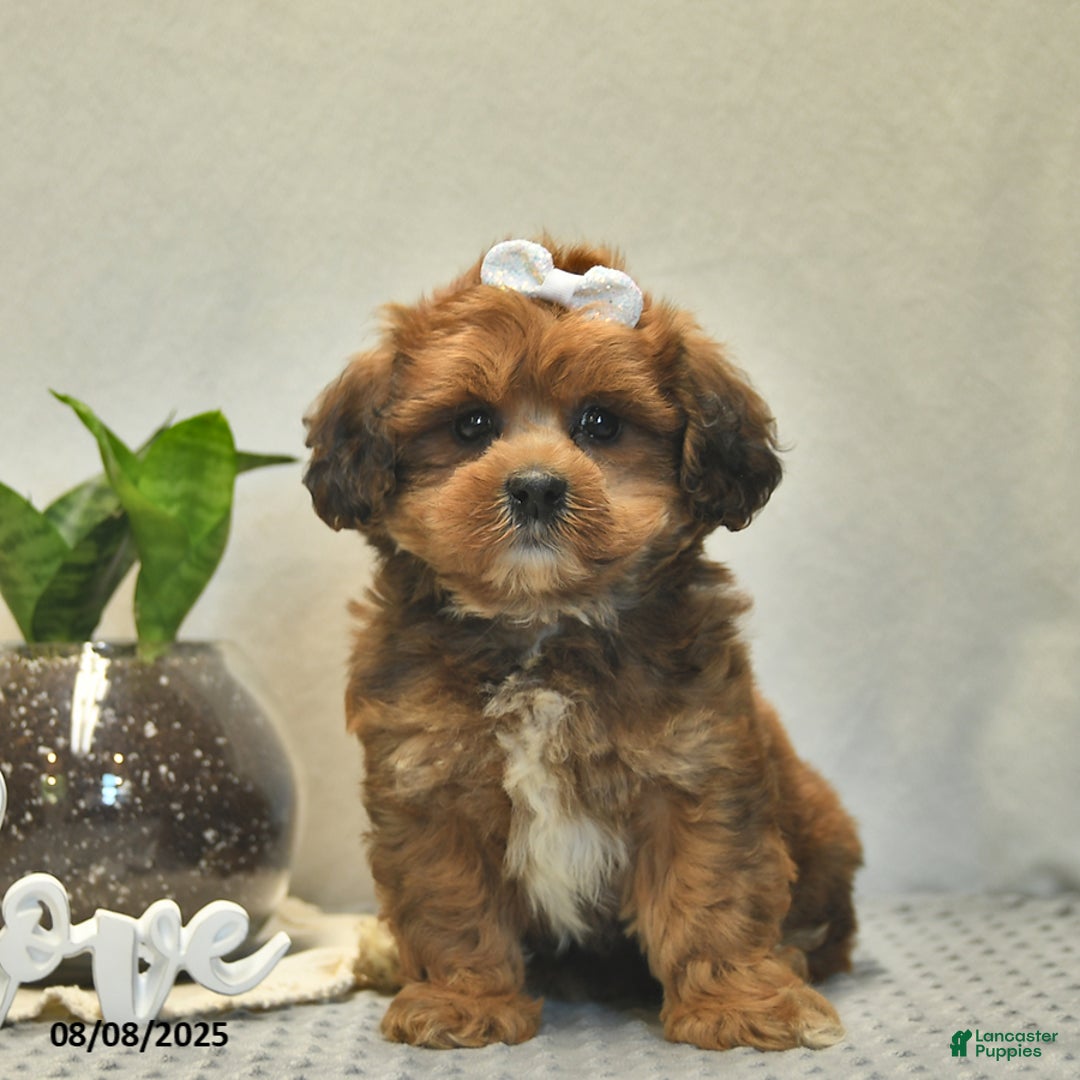 Shihpoo dogs for sale: Alice - Image 2