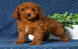 Cavapoo dogs for sale: Franklin - Image 3