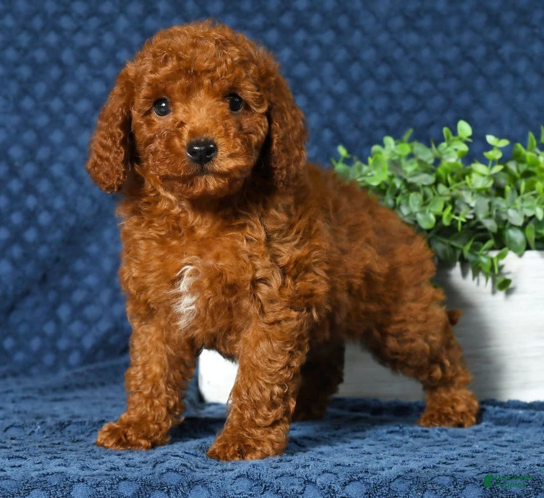 Cavapoo dogs for sale: Franklin - Image 3