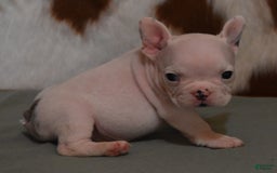 French Bulldog dogs for sale: Dirk - Image 1