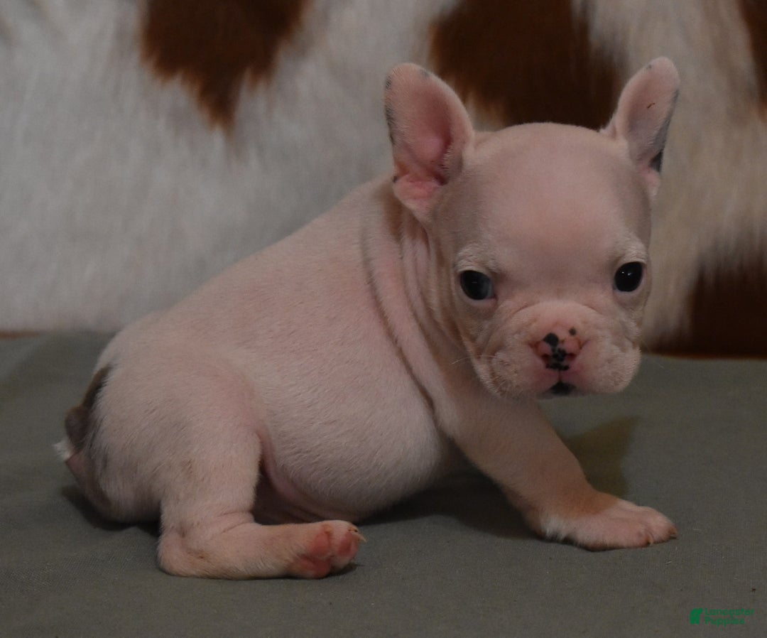 French Bulldog dogs for sale: Dirk - Image 1