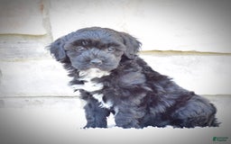  dogs for sale: Mini Goldendoodle 3 puppies - Image 17