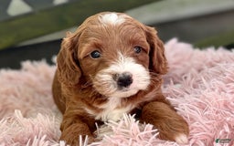 Cavapoo dogs for sale: Barbie - Image 17