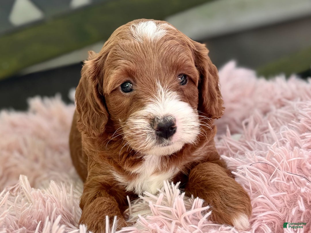 Cavapoo dogs for sale: Barbie - Image 17