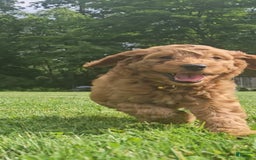 Miniature Poodle dogs for sale: Hazel - Image 3