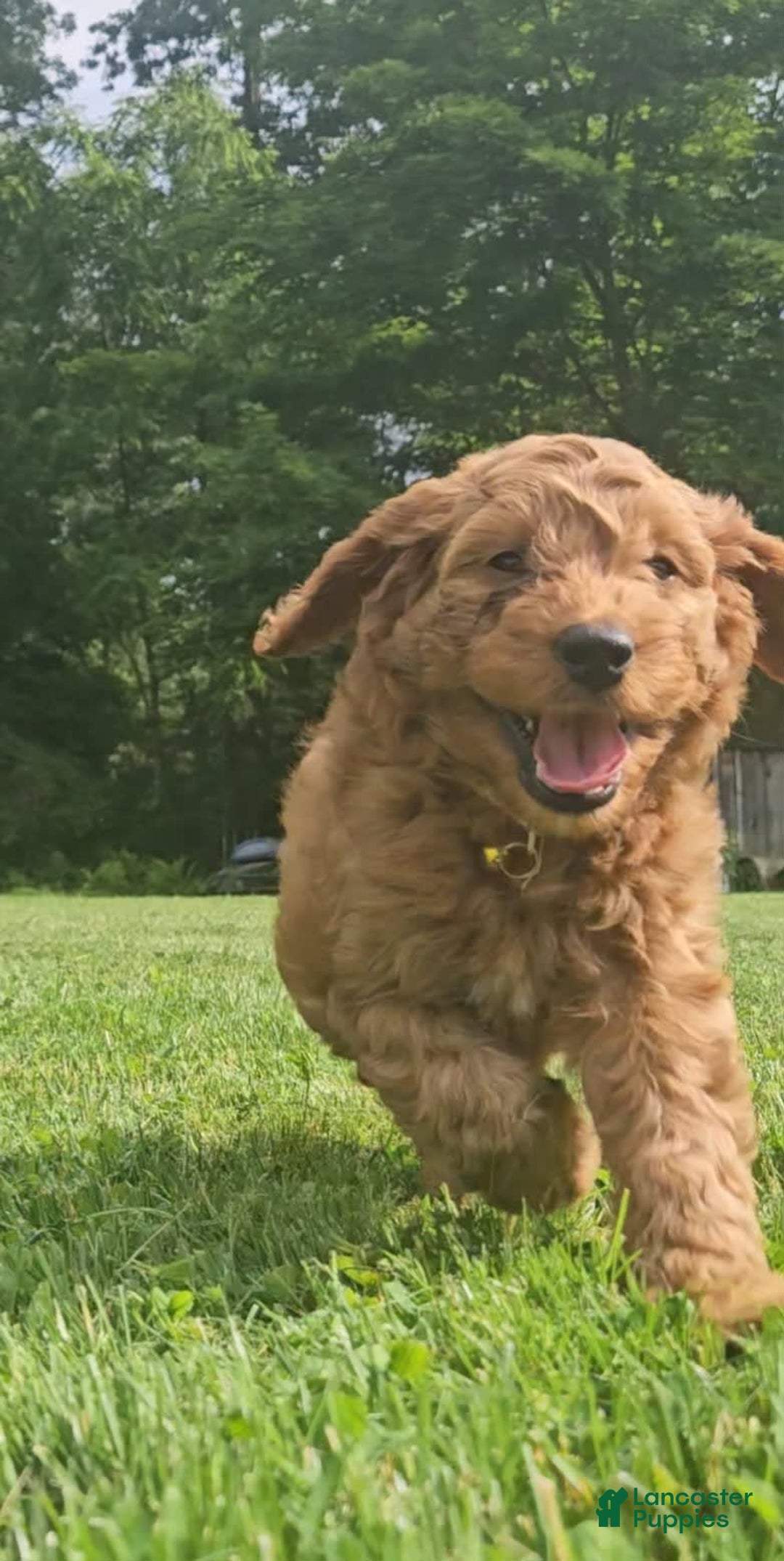 Miniature Poodle dogs for sale: Hazel - Image 3