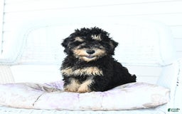 Miniature Poodle dogs for sale: Oscar - Image 6