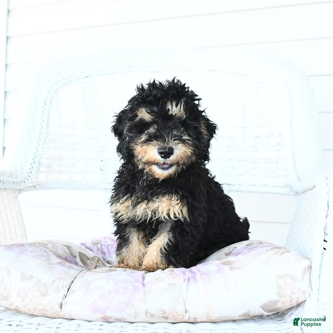Miniature Poodle dogs for sale: Oscar - Image 6