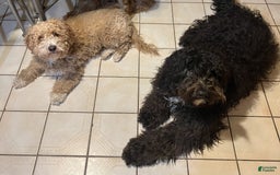 Portuguese Water Dog dogs for sale: Oliver - Image 5