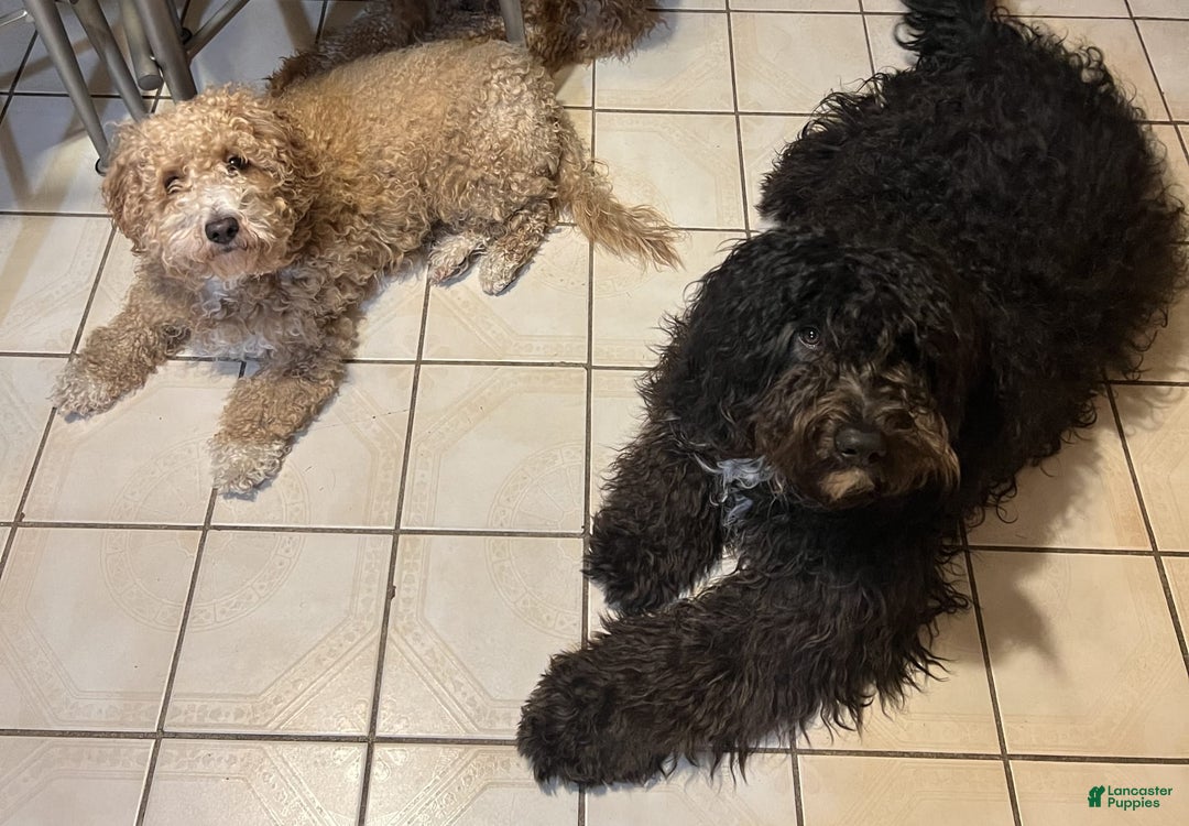 Portuguese Water Dog dogs for sale: Oliver - Image 5