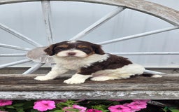 Cavapoo dogs for sale: Teddy - Image 10