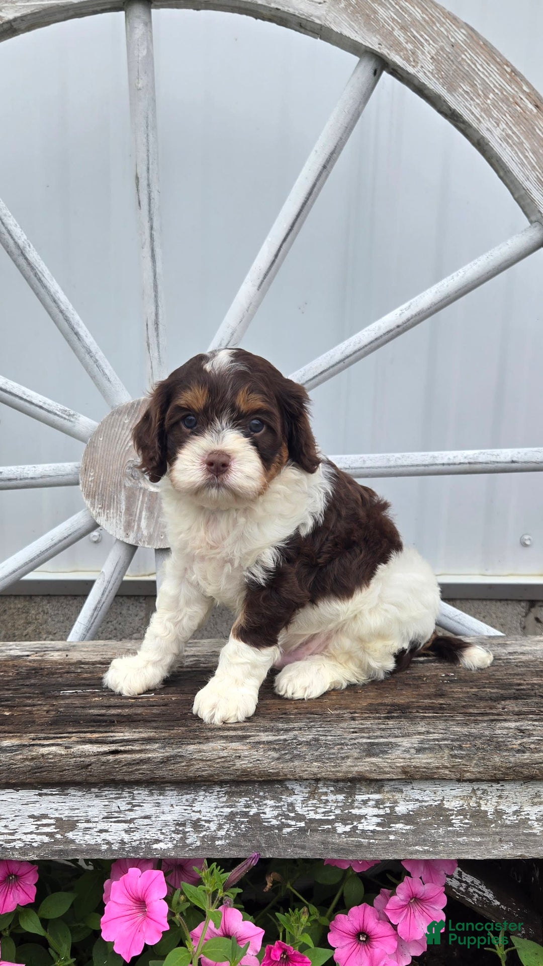 Cavapoo dogs for sale: Teddy - Image 10