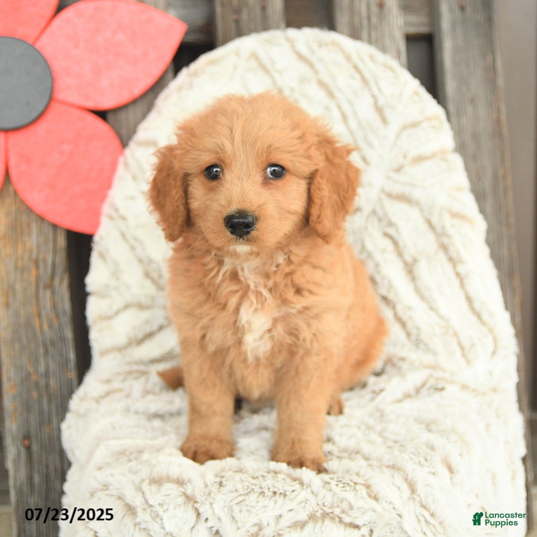 Mini Goldendoodle dogs for sale: Molly - Image 2